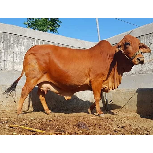 Pure Sahiwal Cow - Color: Brown