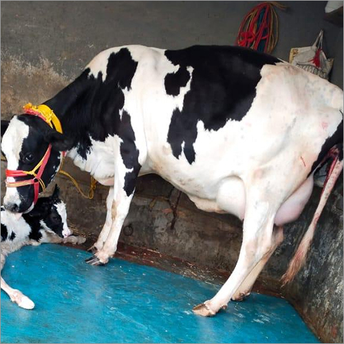 Dairy Hf Cow - Female, Black & White | Ideal For Dairy Farm Operations