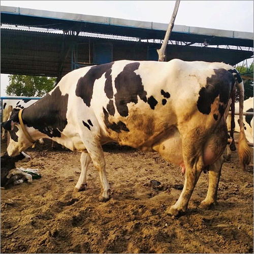 Dairy Hf Cow - Female, Black & White | Ideal For Dairy Farm Operations