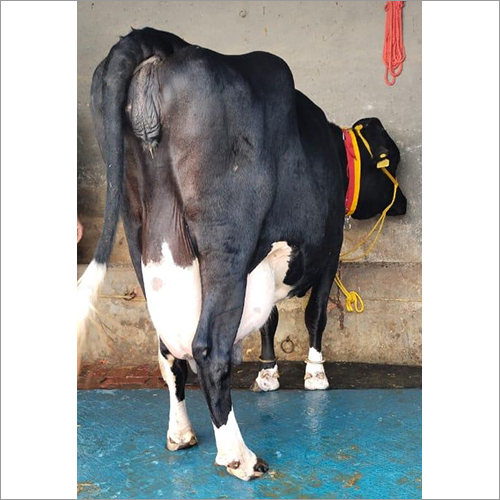 Best Quality Hf Cow - Color: Black