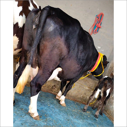 Best Quality Hf Cow - Color: Black