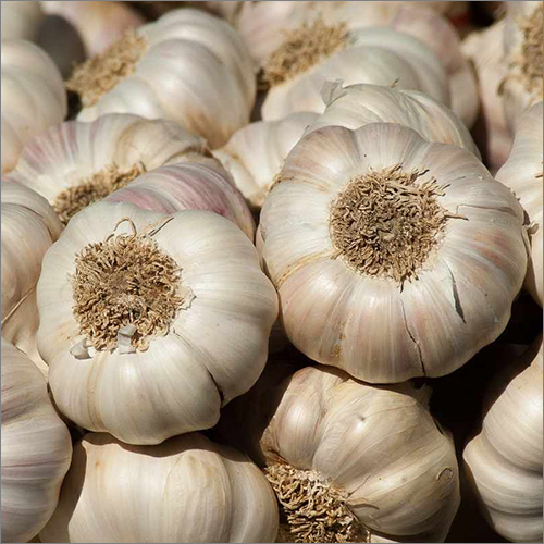 Natural White Garlic