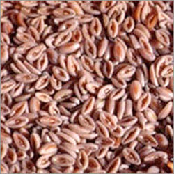 Psyllium Seeds