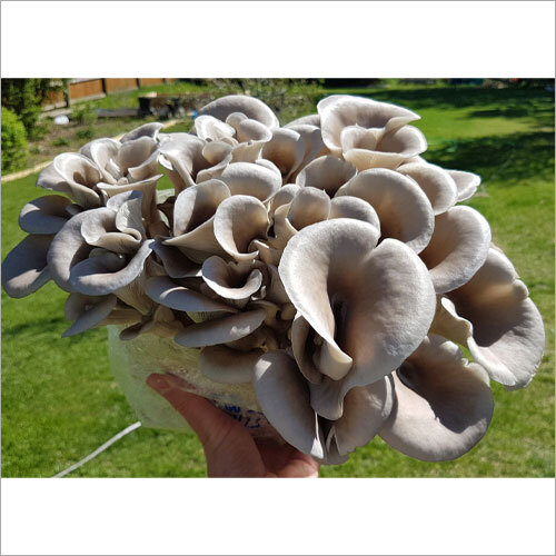 Natural Oyster Mushroom - Fresh, First Class Quality | Common Cultivation Type, Processed with Modern Techniques