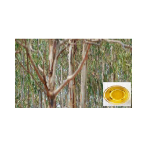 Eucalyptus Oil