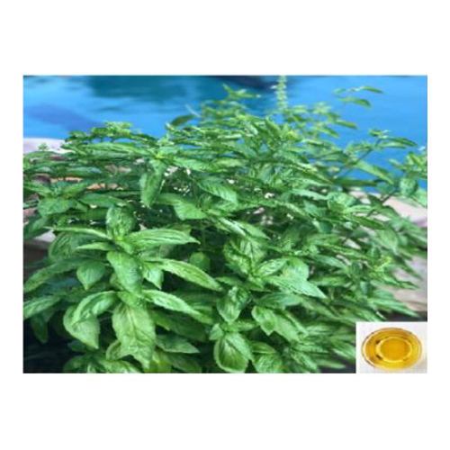 तुलसी का तेल