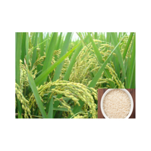 Basmati Rice at Best Price in Bhopal, Madhya Pradesh | Sri Dhanjanki ...