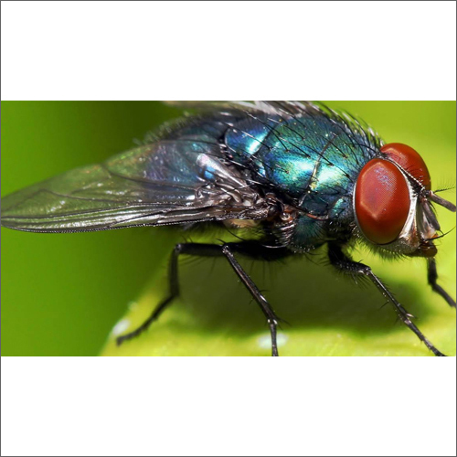 मक्खियों प्रबंधन सेवा