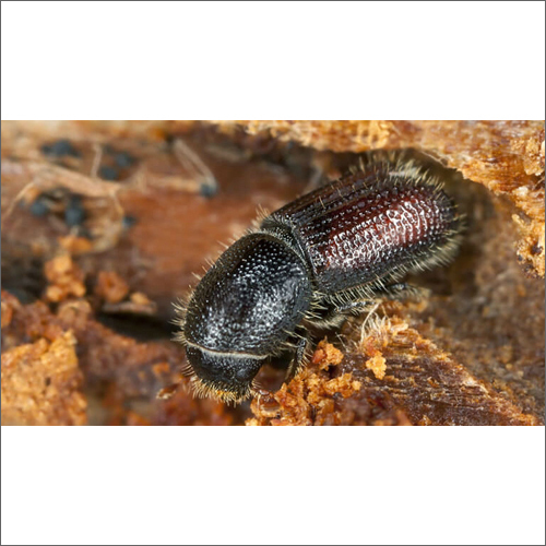 लकड़ी छेदक कीट नियंत्रण प्रबंधन सेवा