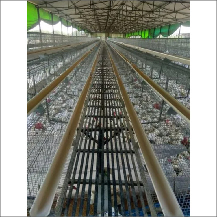 ग्रे जीआई वायर लेयर एग पोल्ट्री केज