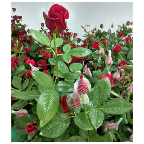Common Beautiful Red Rose