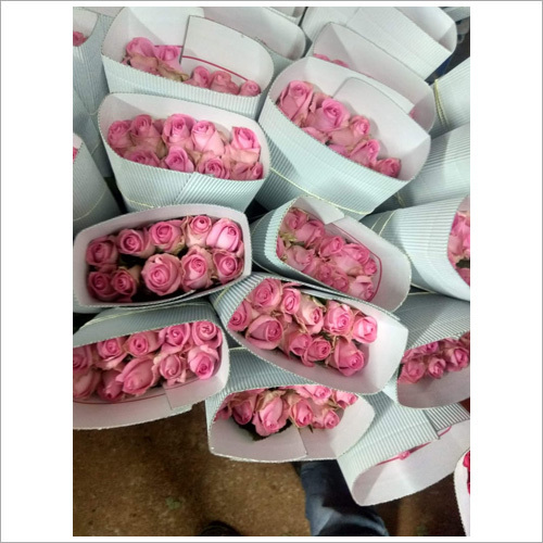 Common Pink Rose