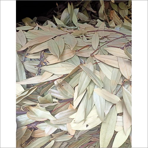 Bay Leaf - First Class Raw Leaves | Detoxifying, Rich In Vitamins, Perfect For Cooking And Wellness