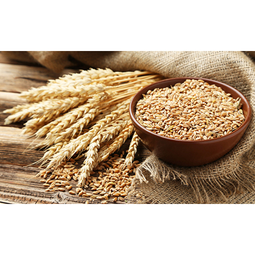 सामान्य प्राकृतिक गेहूँ का दाना