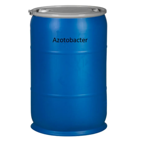 Azotobacter - Biofertilizer