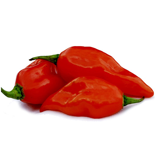 Red Ghost Chilli