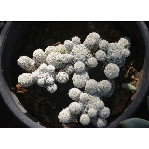 Thimble Cactus Plant - 2 Inch, White with Interlaced Spines | Perfect for Indoor Growth, Ideal Wedding Gift or Favor