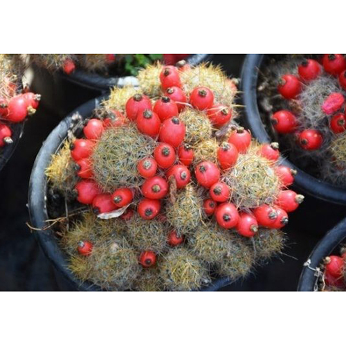 Outdoor Red Pearl Cactus Plant - 2 Inch Green-Red Succulent | 10-Year Shelf Life, Ideal for Indoor and Outdoor Decoration