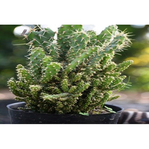 Maihueniopsis Cactus Plant - 2 Inch Green Plant | Shelf Life of 10 Years, Ideal for Indoor Decoration and Easy Care Gardening