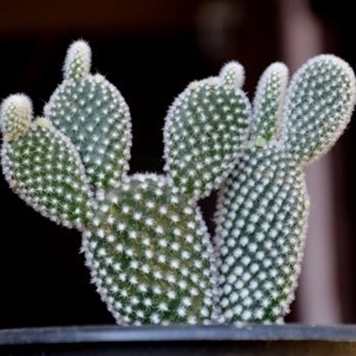 Opuntia Microdasys Plant - 2 Inch Green | Shelf Life of 10 Years, Ideal for Indoor and Outdoor Decor