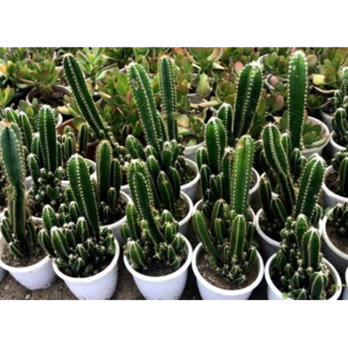 Acanthocereus Tetragonus Plant - 2 Inch Size, Green Color | Long-Lasting 10 Year Shelf Life