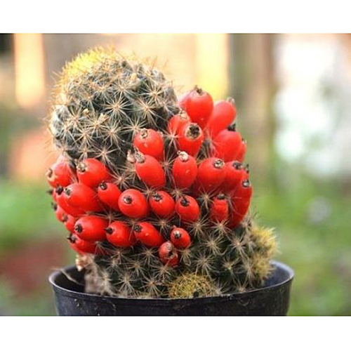 Red Pearl Cactus Plant - 2 Inch | Green-Red Variety, Unique Structure with a Shelf Life of 10 Years