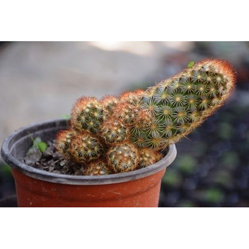 Mammillaria Elongata Ladyfinger Cactus Plant - Size: 2 Inch, Color: Green |  Shelf Life: 10 Years, Unique Finger-like Growth Form at 209.00 INR at Best  Price in Nainital | Nainileaf India