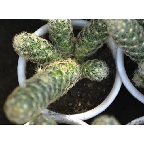 सिल्वर टॉर्च कैक्टस प्लांट