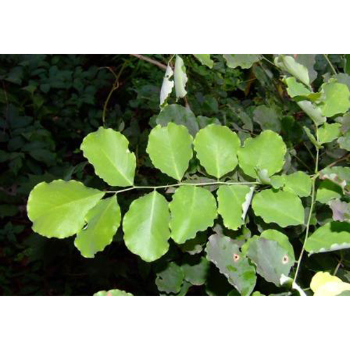 5l ट्राइकोडर्मा हर्जियानम लिक्विड बायो कंट्रोल एजेंट आवेदन: कृषि