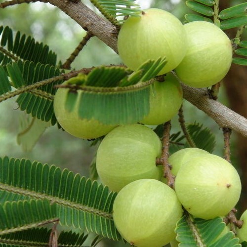 आंवला निकाल