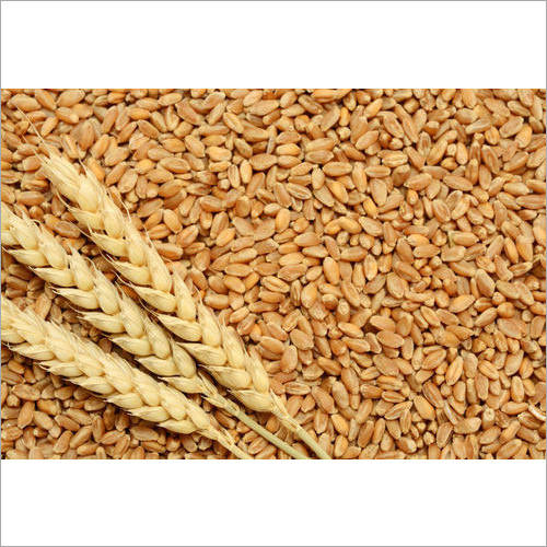 Organic Fresh Wheat Crop