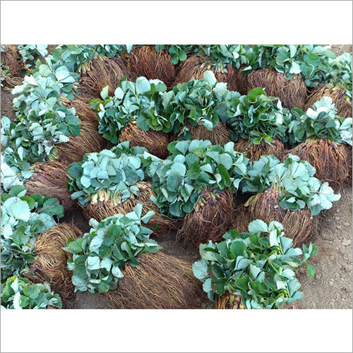 Green Strawberry Plants