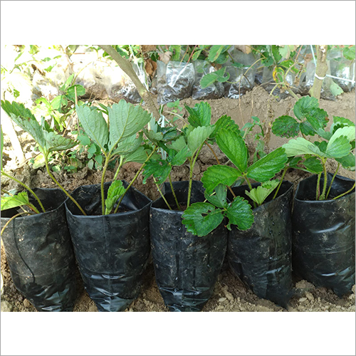 Green Strawberry Plants