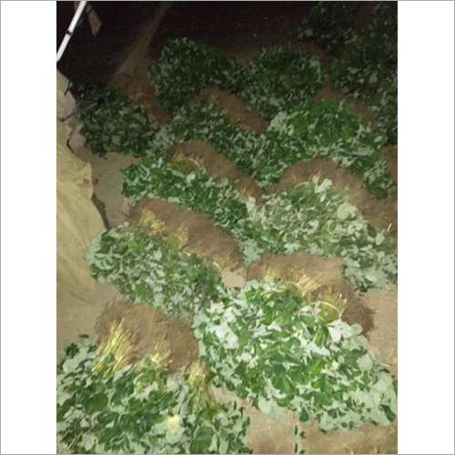 Green Strawberry Plants