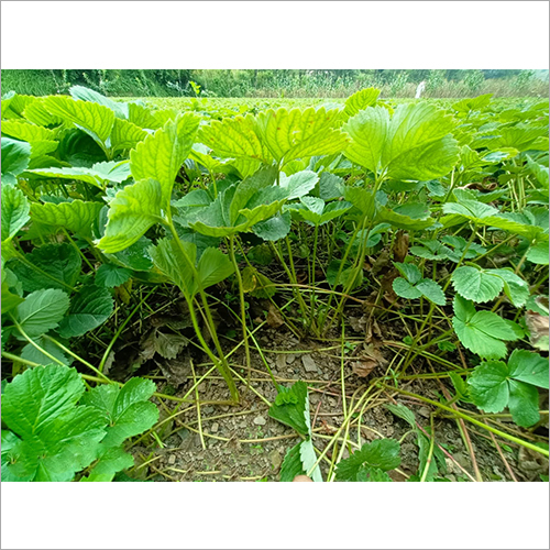 Green Strawberry Plants
