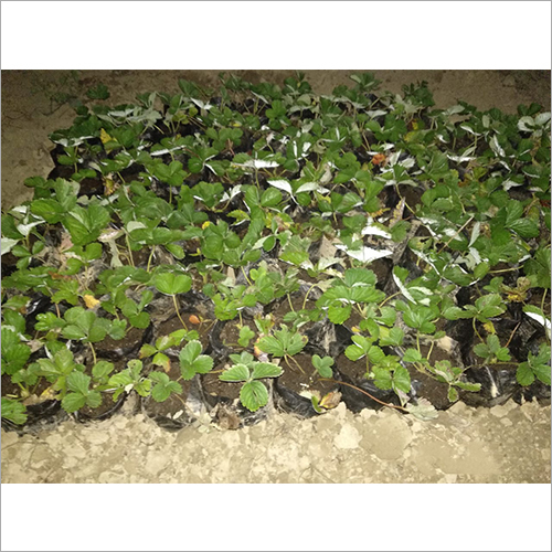 Green Strawberry Plants