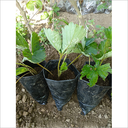 Green Strawberry Plants