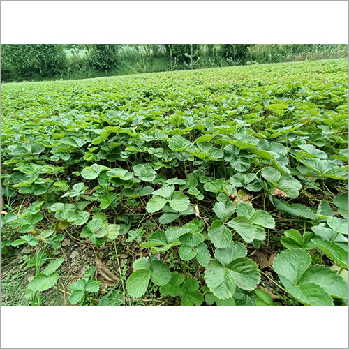 Green Strawberry Plants