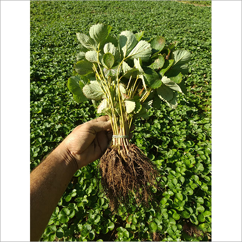Green Strawberry Plants