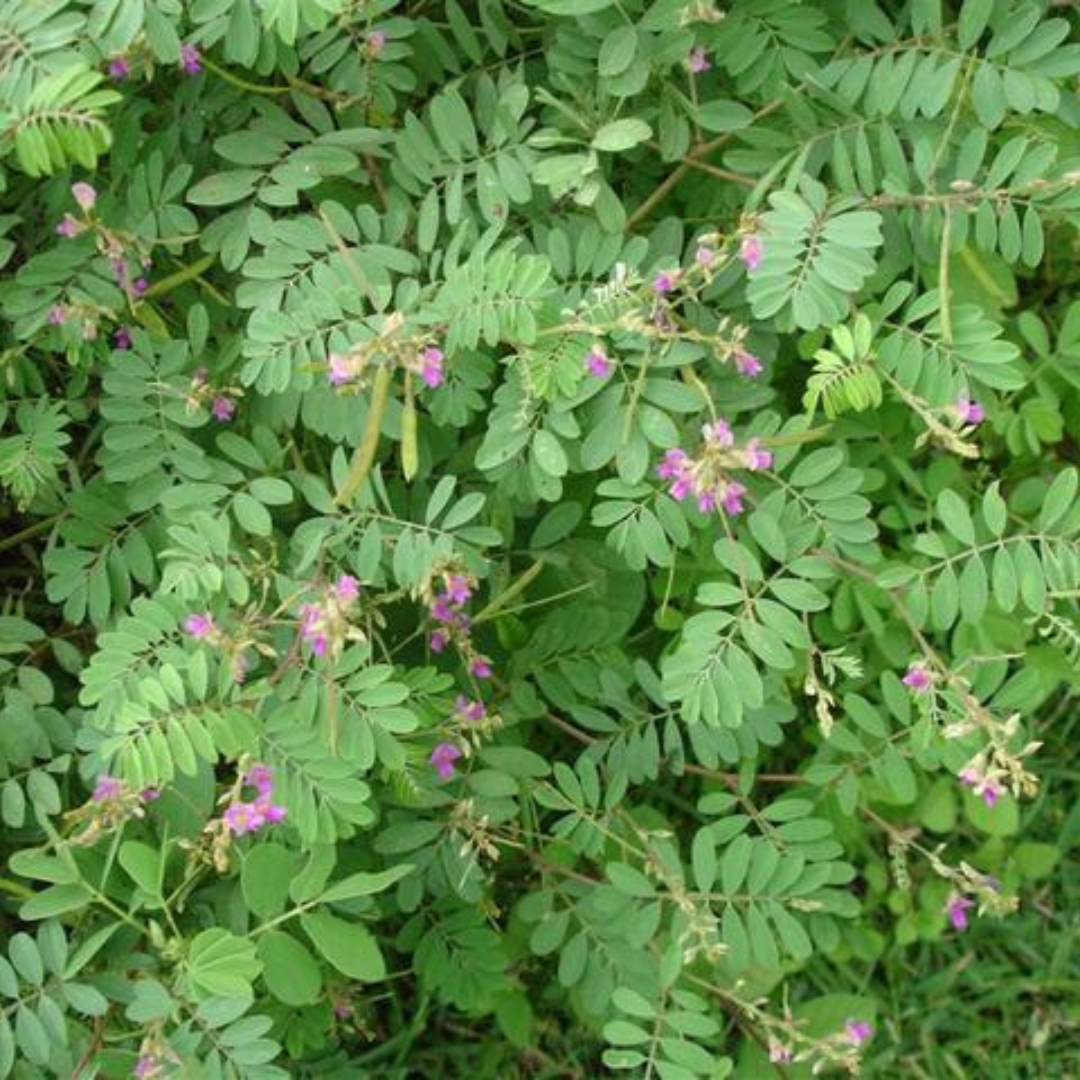 Tephrosia Purpurea Extract - Color: Green