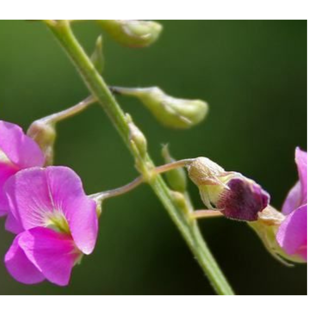 Tephrosia Purpurea Extract - Color: Green
