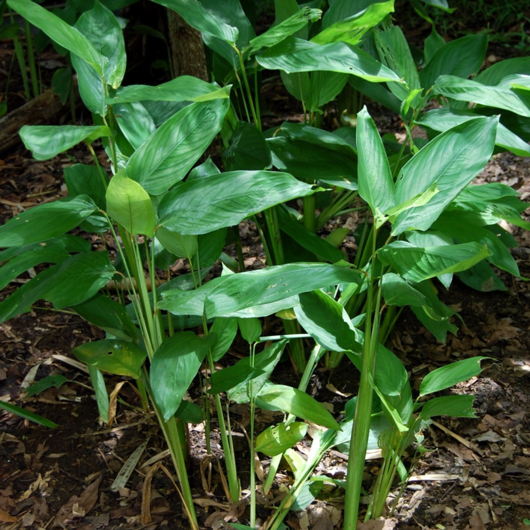 Arrow Root Extract (Maranta Arundinacea) - Color: Green