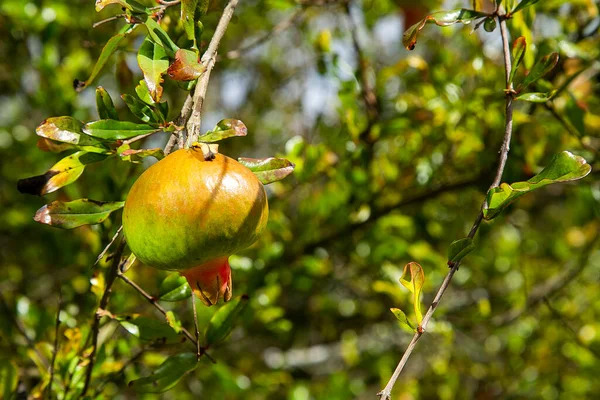 Punica Granatum Extract (Dadima/ Dadaka/ Anar) - Purity(%): 98