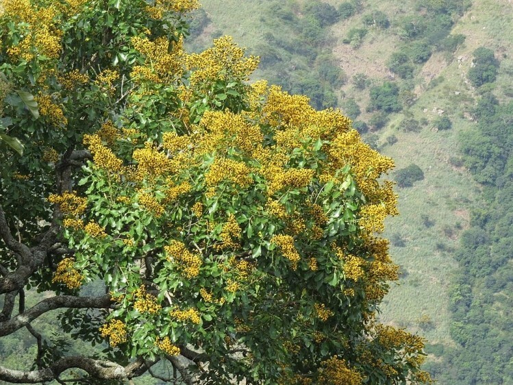 Pterocarpus Marsupium Extract (Asana / Vijaysar / Beejaka) - Color: Yellow