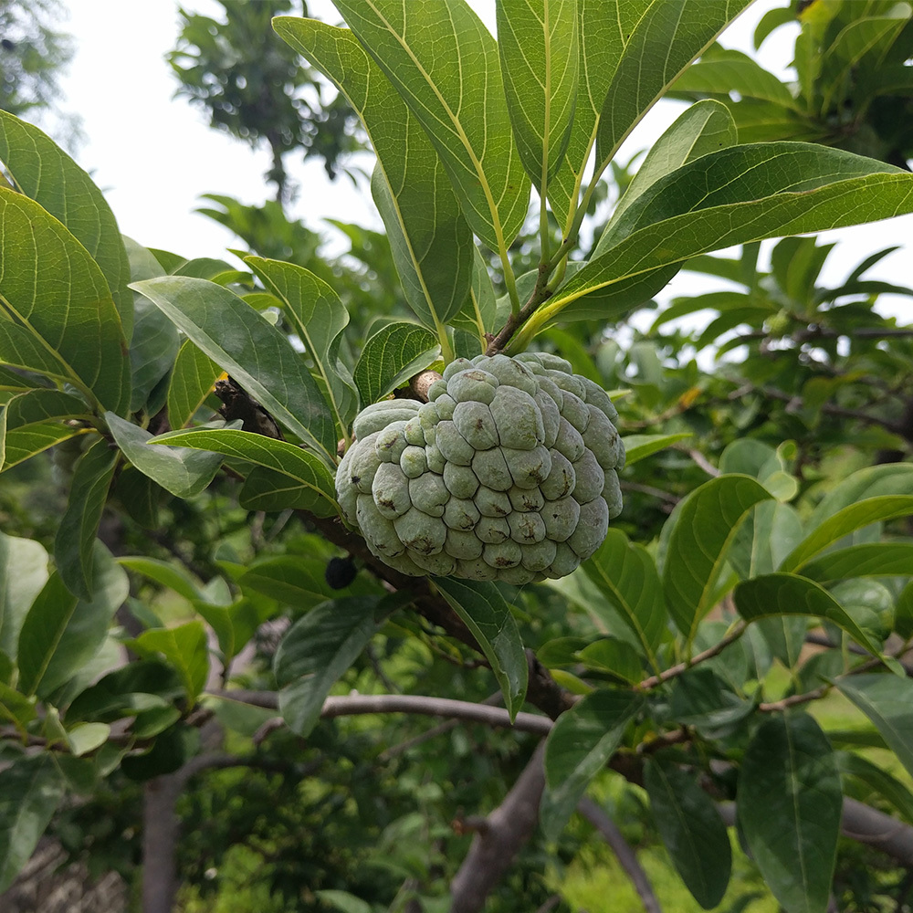 Annona Squamosa Extracts (Shareefa)