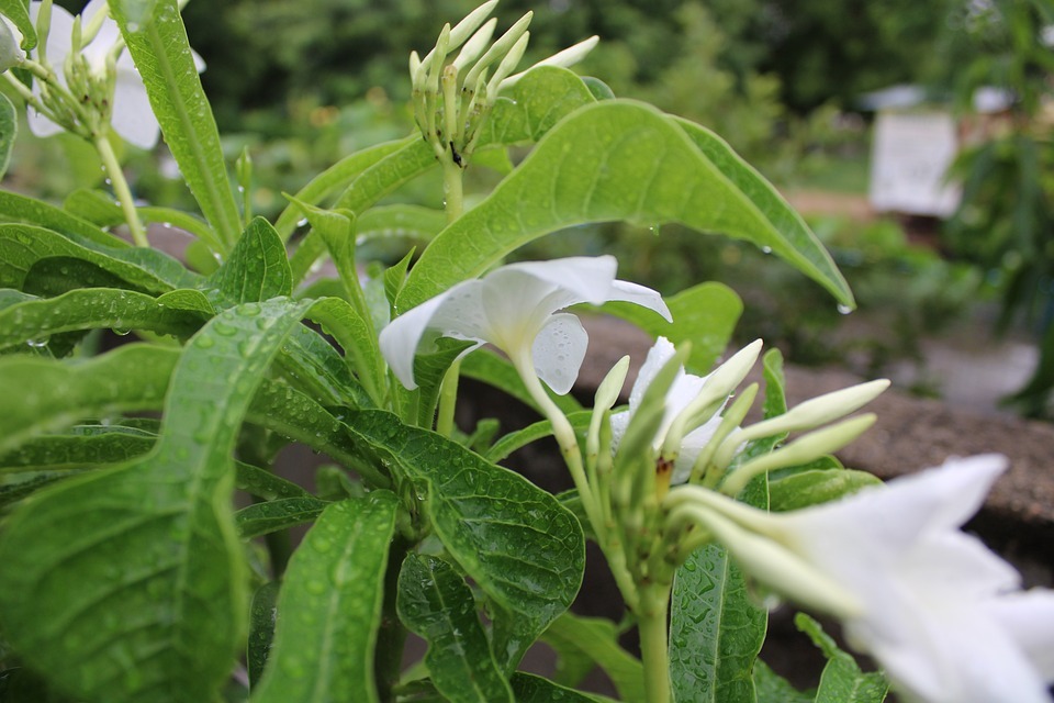 (Vasaka/adhatoda Zeylanica) Vasaka Extract - Color: White