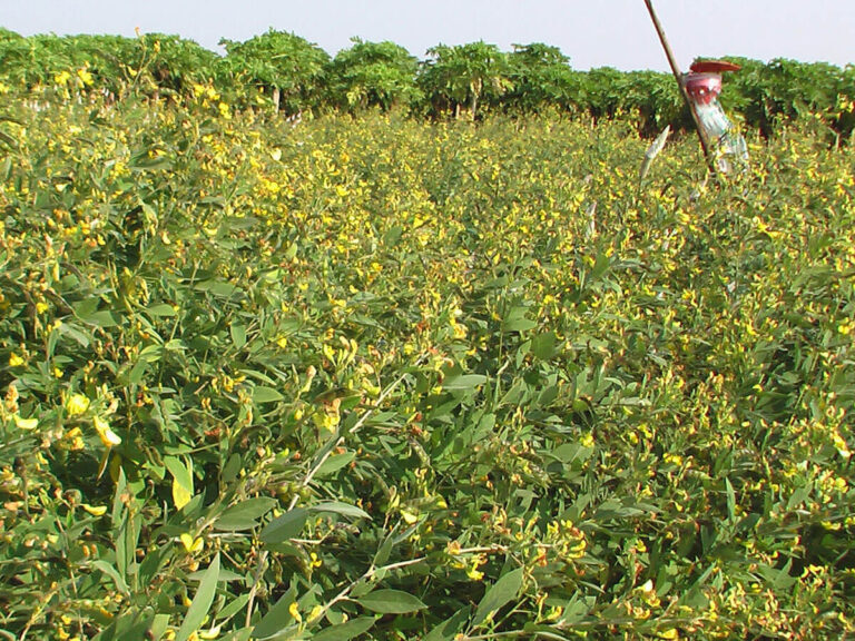 Cajanus Cajan Extract (Adaki / Arahar / Tuvar Ki Daal)