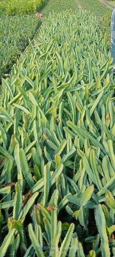 Green Red Dragon Fruit Plant