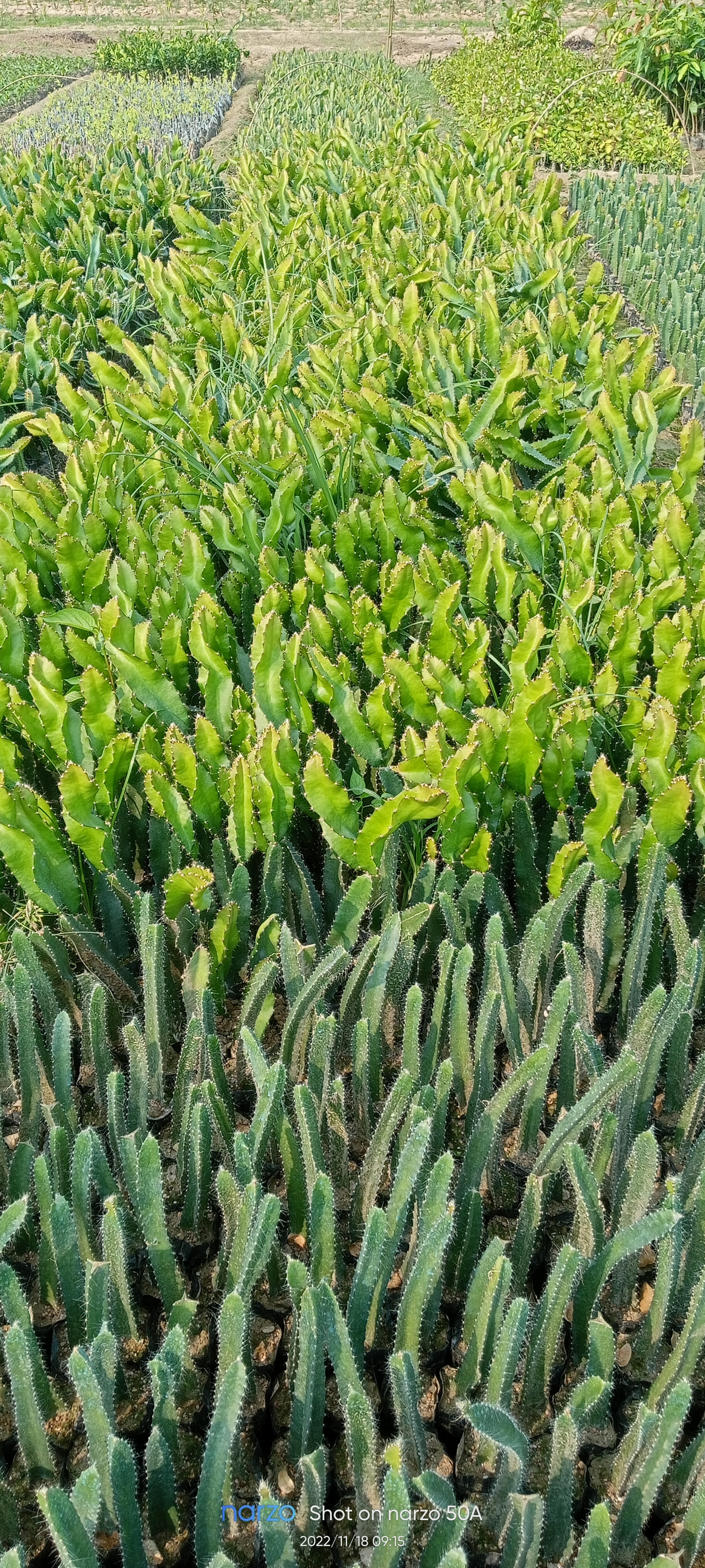 Green Red Dragon Fruit Plant