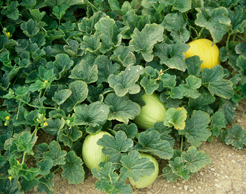 Cucumis Melo Extract - Color: Yellow